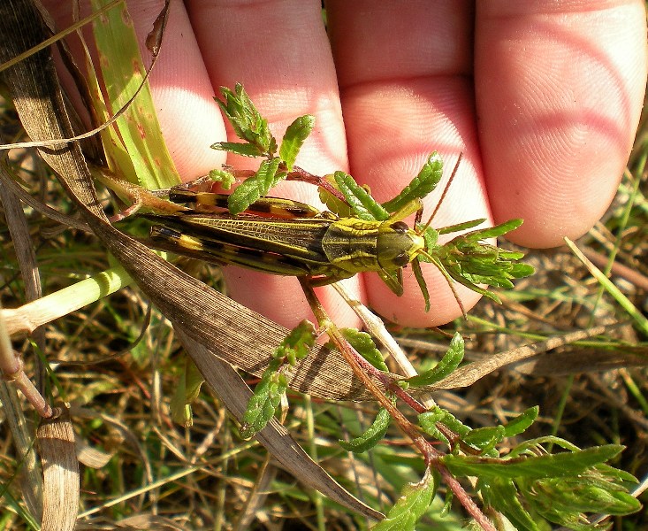 Arcyptera fusca